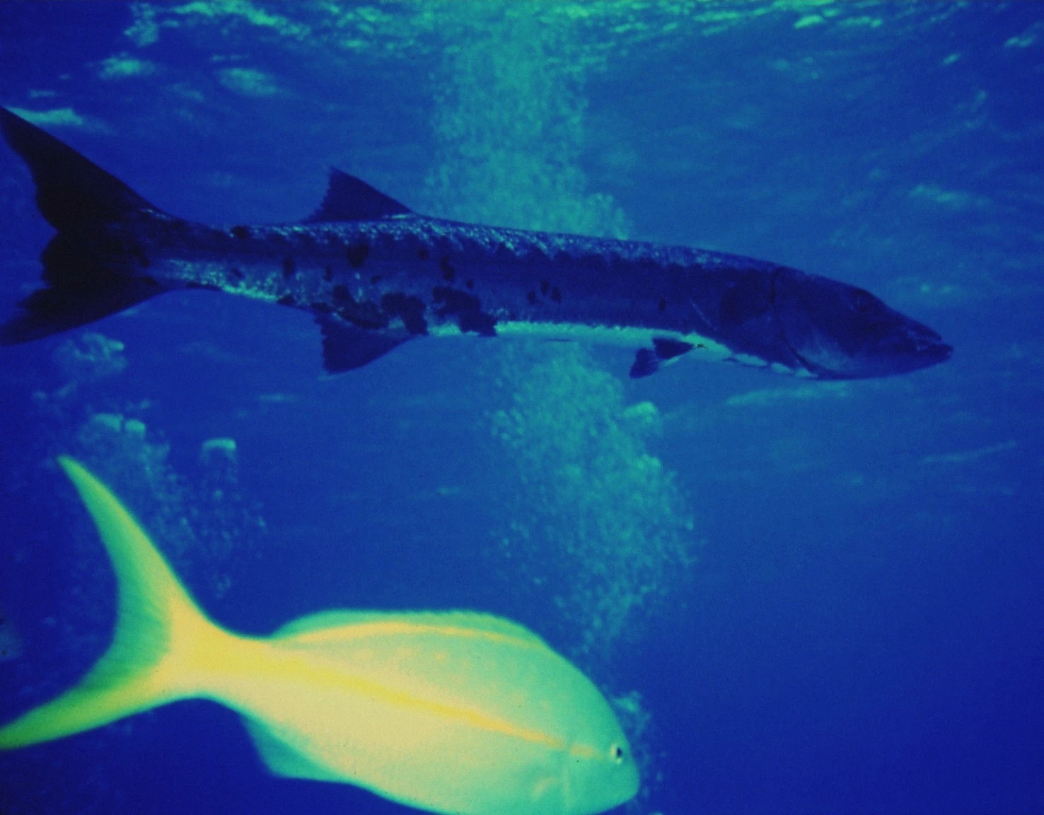 Great barracuda and snapper in Caribbean water like the Cancun reef parks