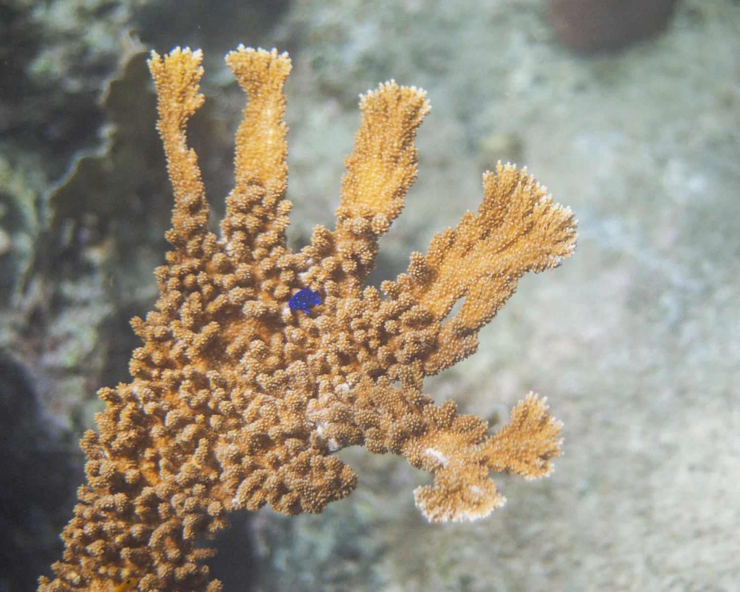 Elkhorn coral with a damselfish on a Caribbean reef like the Puerto Morelos snorkeling sites