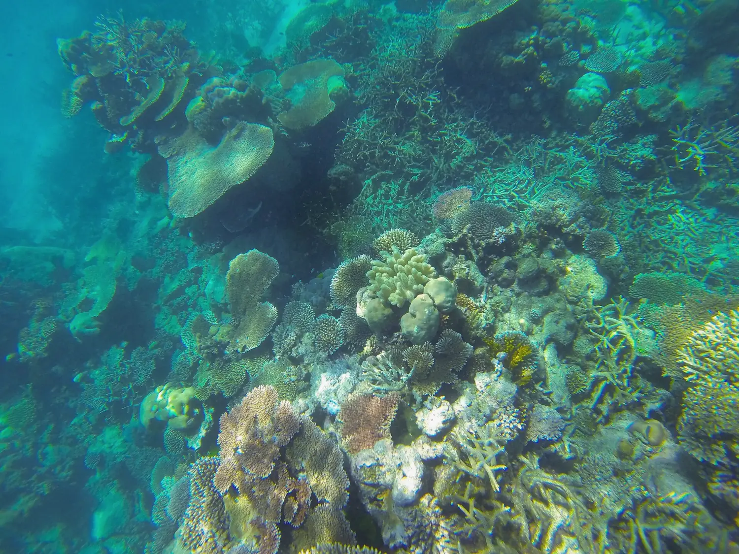 Snorkeler floating over a shallow tropical reef with coral and fish below
