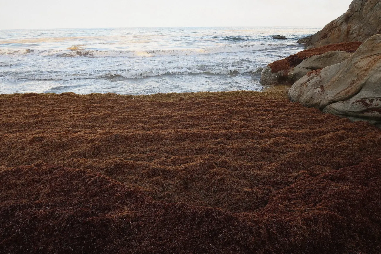 Close view of dry brown sargassum seaweed piled on a Caribbean beach