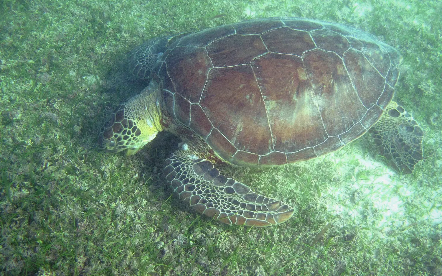 Green sea turtle grazing on seagrass in shallow water like the turtles of Akumal Bay