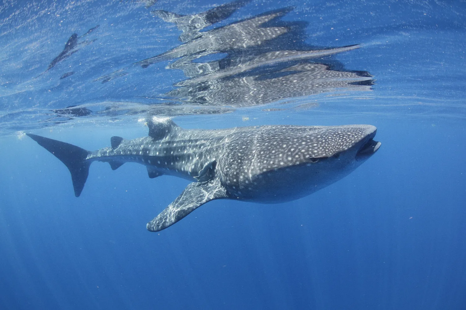 Whale shark feeding at the surface north of Isla Mujeres near Cancun, Mexico