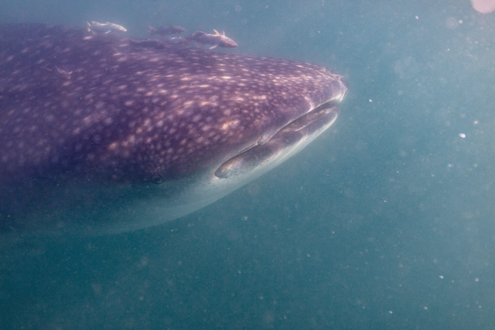 Close view of a whale shark feeding near the water surface, Mexico