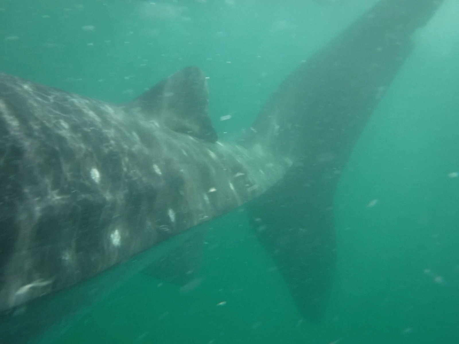 Whale shark cruising through clear open water, Isla Mujeres, Mexico