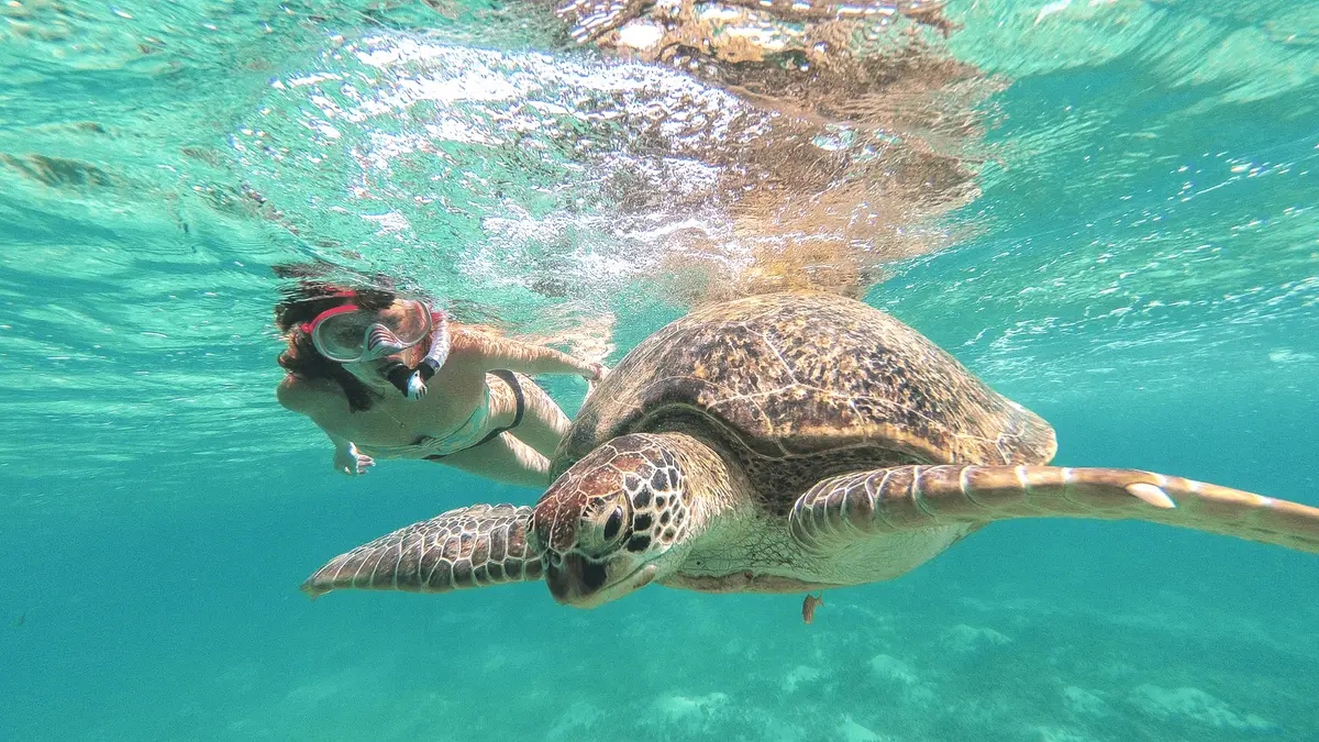 Green sea turtle swimming over the seagrass at Akumal Bay on the Tulum cenote and turtle swim tour from Cancun, Mexico